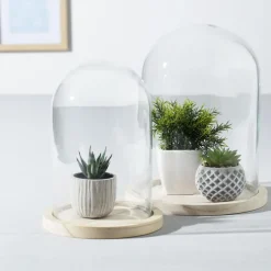 Cloche Verre Socle Bois transparent