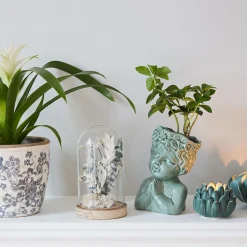 Gelusse Déco végetale sous cloche