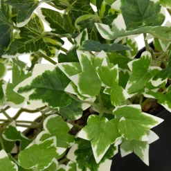 Plante artificielle suspendue Curt Pot métal noir