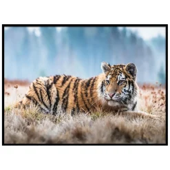 Toile imprimée Bianca 50x70cm Tigre allongé