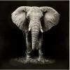 Toile imprimée éléphant 100X100 Noir