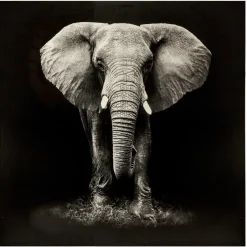 Toile imprimée éléphant 100X100 Noir